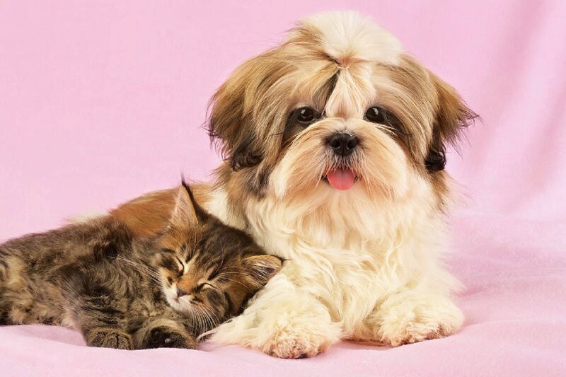 Shih Tzu Dog and Kitten