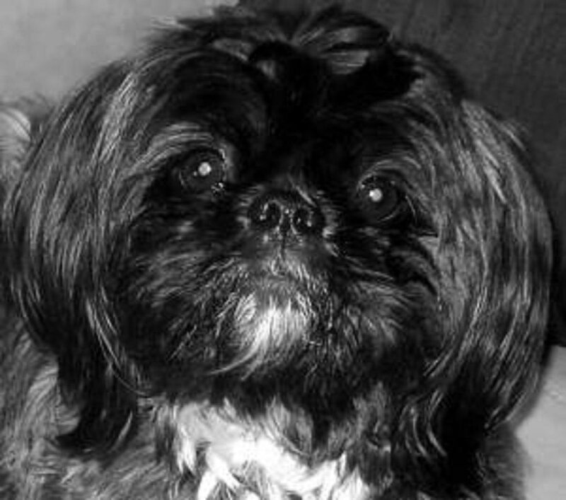 Shih Tzu Dog — Black, Neutral