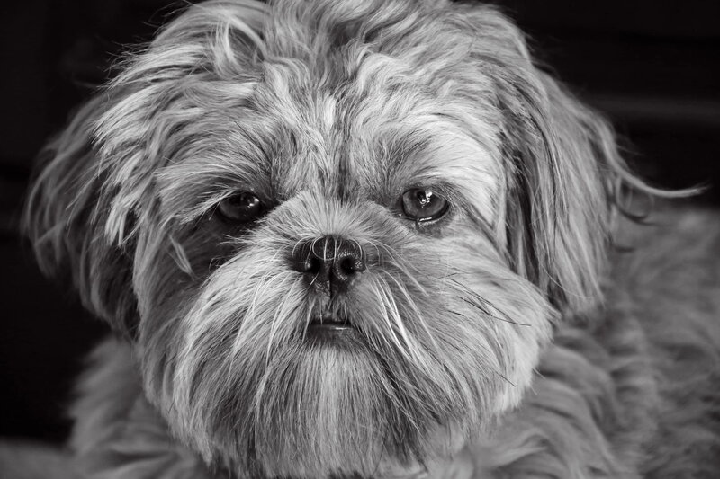 Shih Tzu Dog — Black