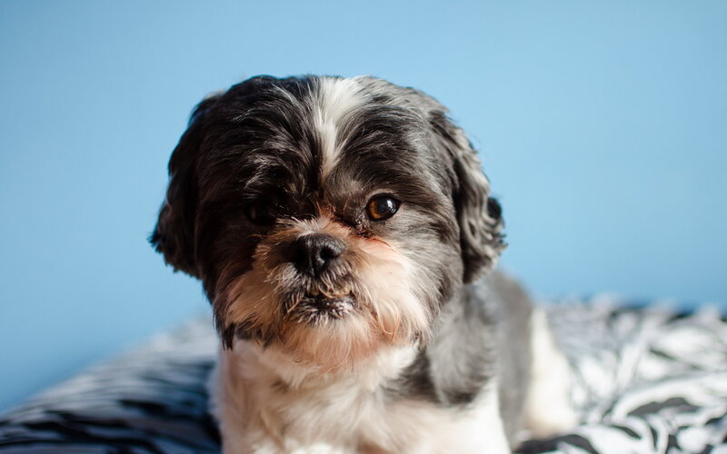 Shih Tzu Dog — Blue