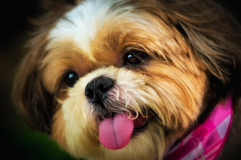 Shih Tzu Dog — Brown