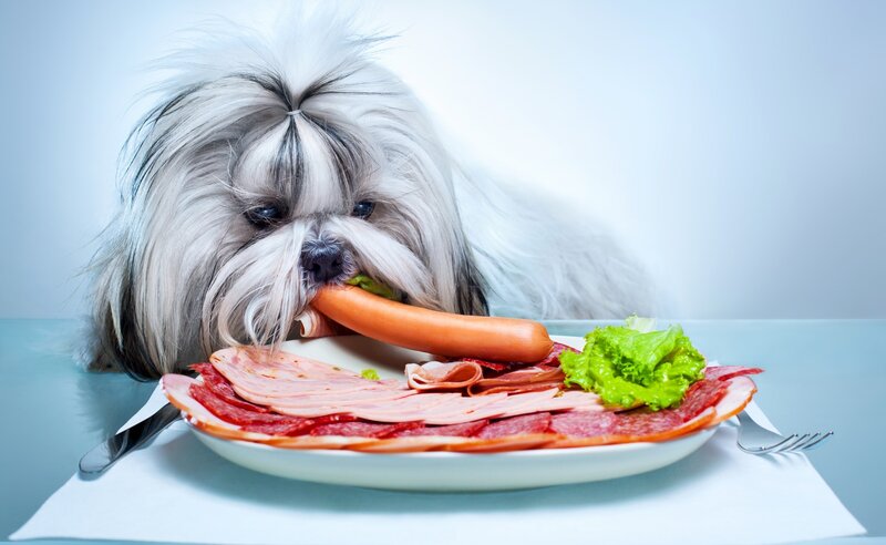 Shih Tzu Dog Eating Sausage