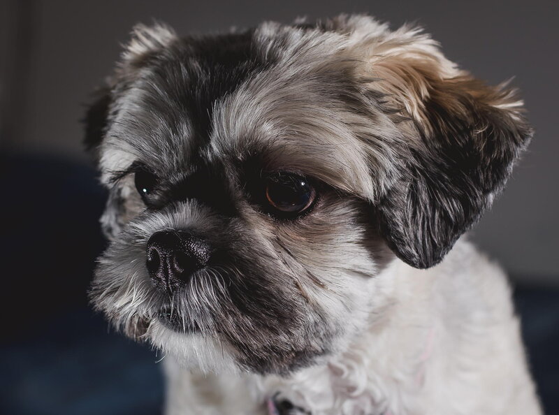 Shih Tzu Dog — Gray