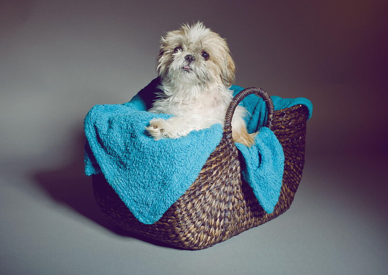 Shih Tzu Dog in Basket