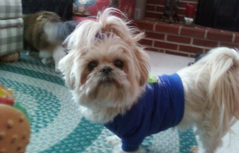 Shih Tzu dog in blue sweater