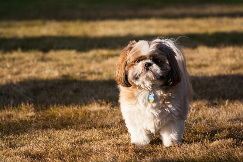 Shih Tzu Dog in Field