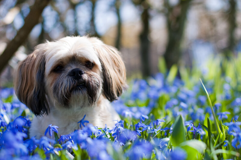 Shih Tzu Dog in Flowers