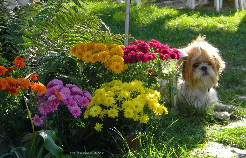 Shih Tzu Dog in Garden