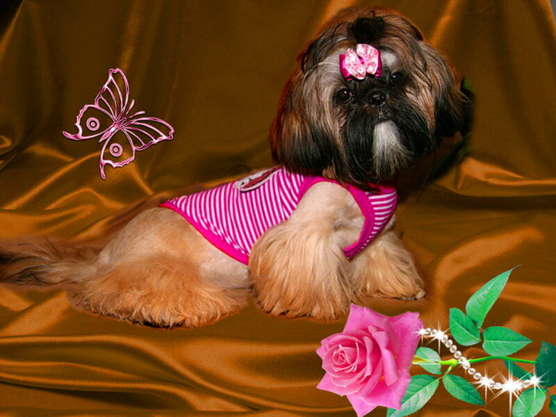 Shih Tzu Dog in Pink Outfit