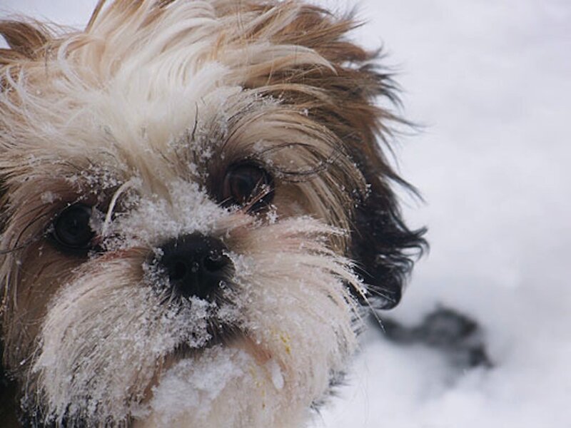 Shih Tzu Dog in Snow