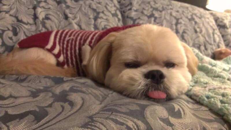 Shih Tzu Dog in Sweater