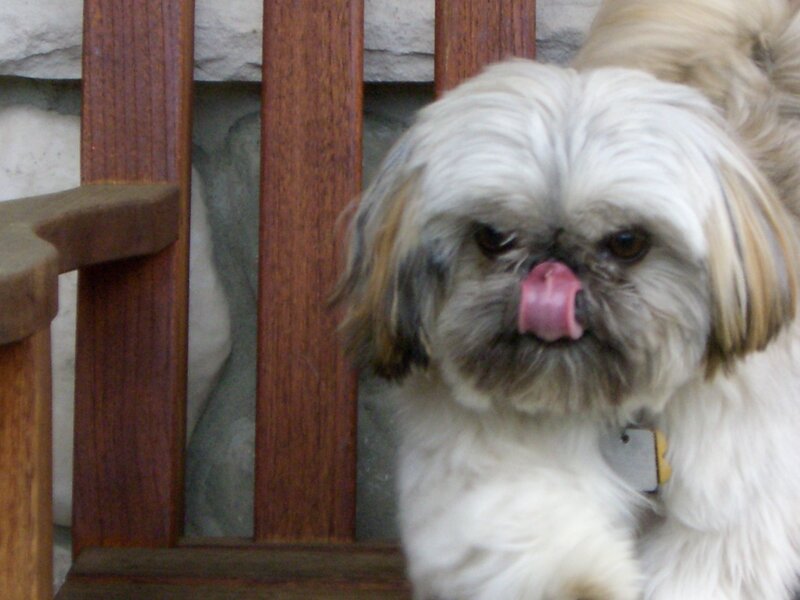 Shih Tzu dog licking nose