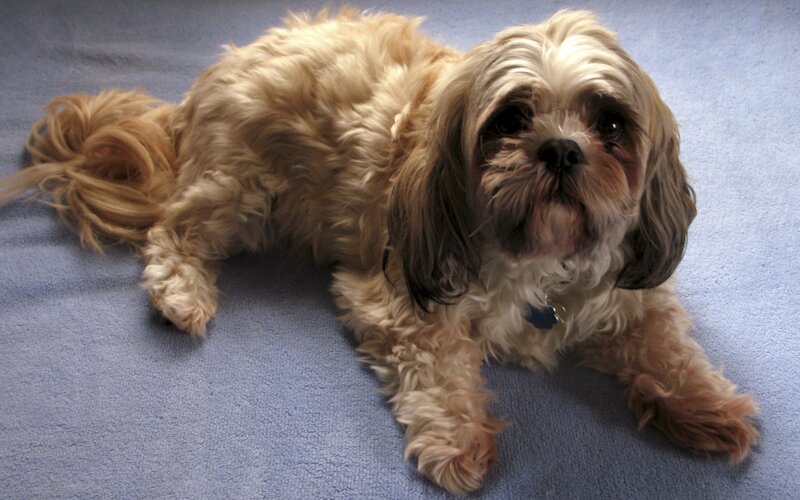 Shih Tzu Dog Lying — Brown, Calm