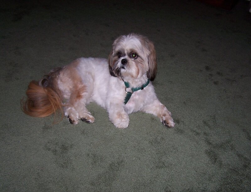 Shih Tzu Dog Lying