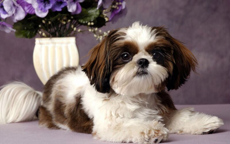 Shih Tzu Dog Lying — White, Calm, Photograph