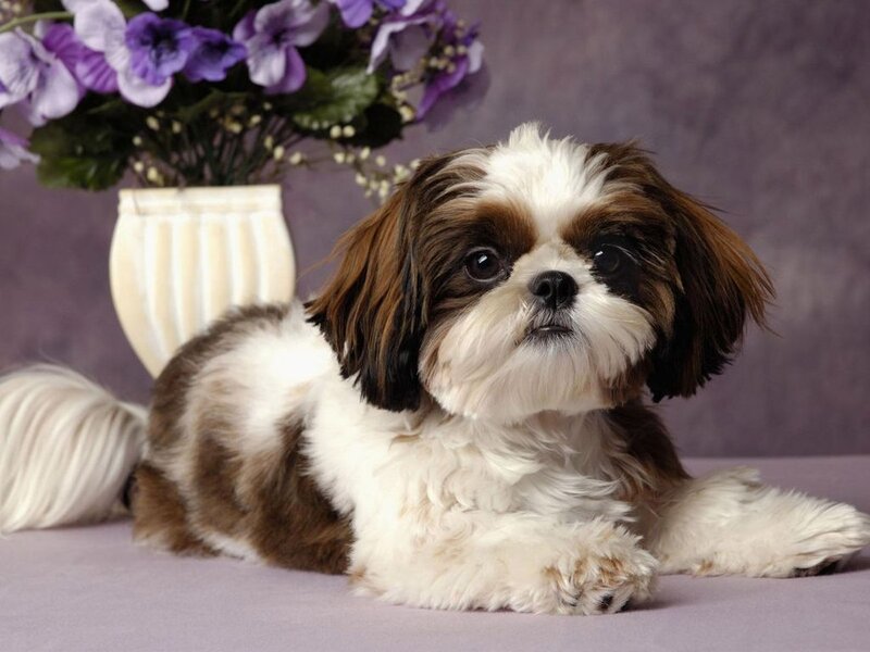 Shih Tzu Dog Lying — White