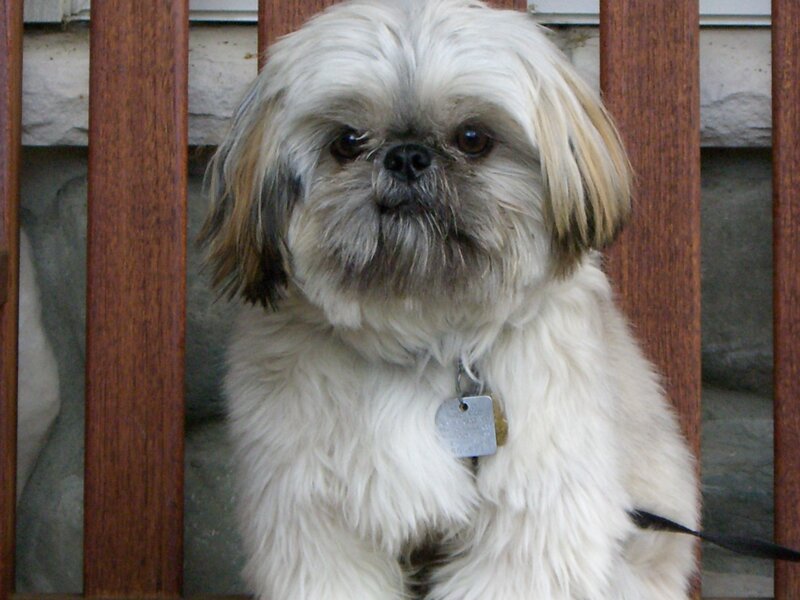 Shih Tzu dog on a porch