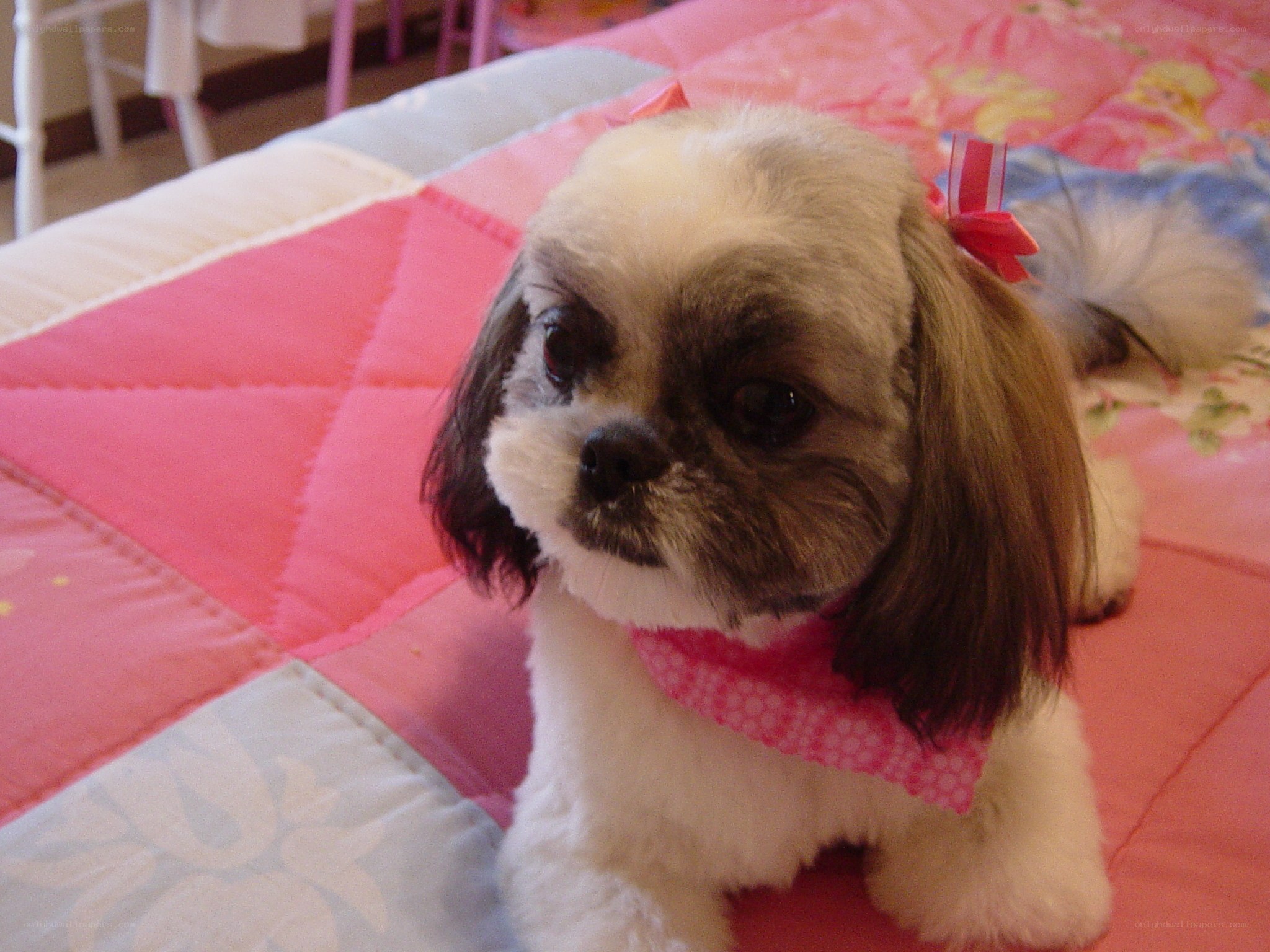 Shih Tzu dog on a quilt