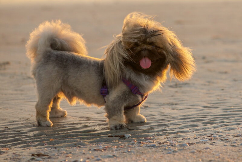 Shih Tzu Dog on Beach