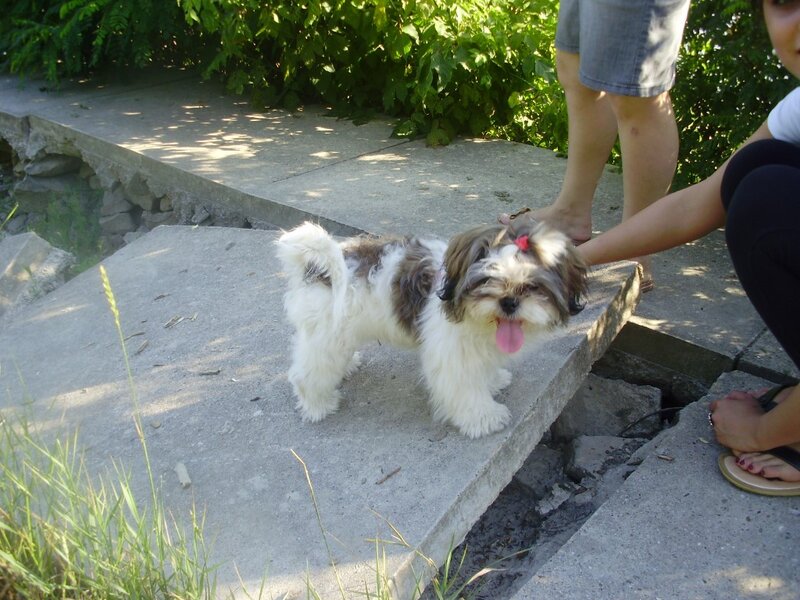 Shih Tzu Dog on Concrete