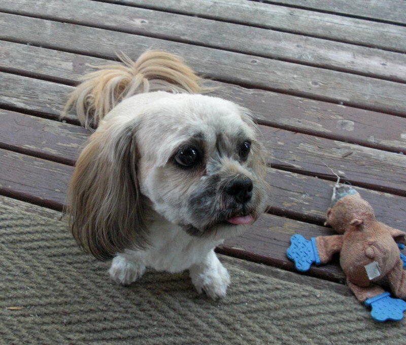 Shih Tzu Dog on Deck