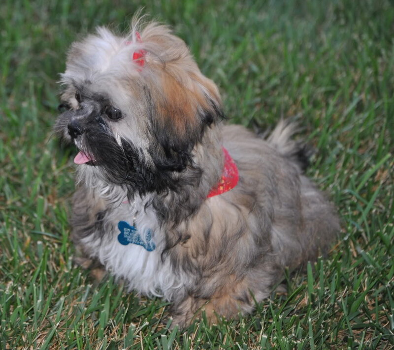 Shih Tzu Dog on Grass