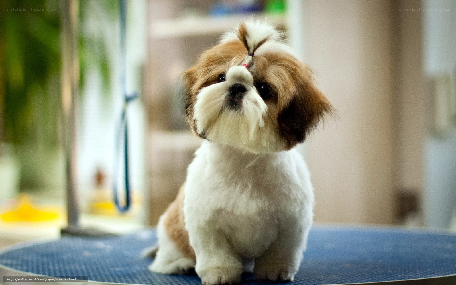 Shih Tzu dog on grooming table