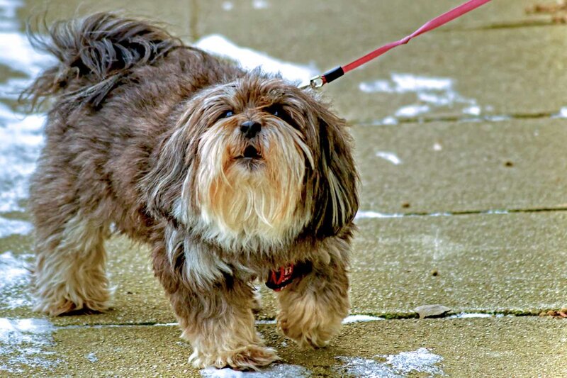 Shih Tzu Dog on Leash — Brown
