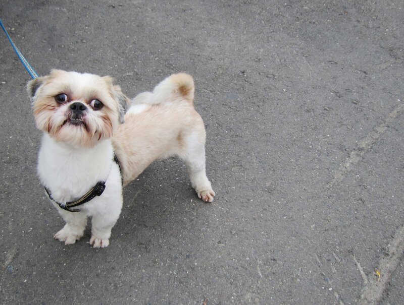 Shih Tzu Dog on Leash