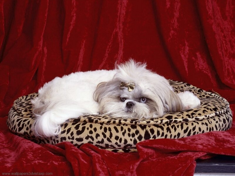 Shih Tzu dog on leopard bed