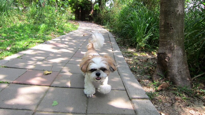 Shih Tzu Dog on Path