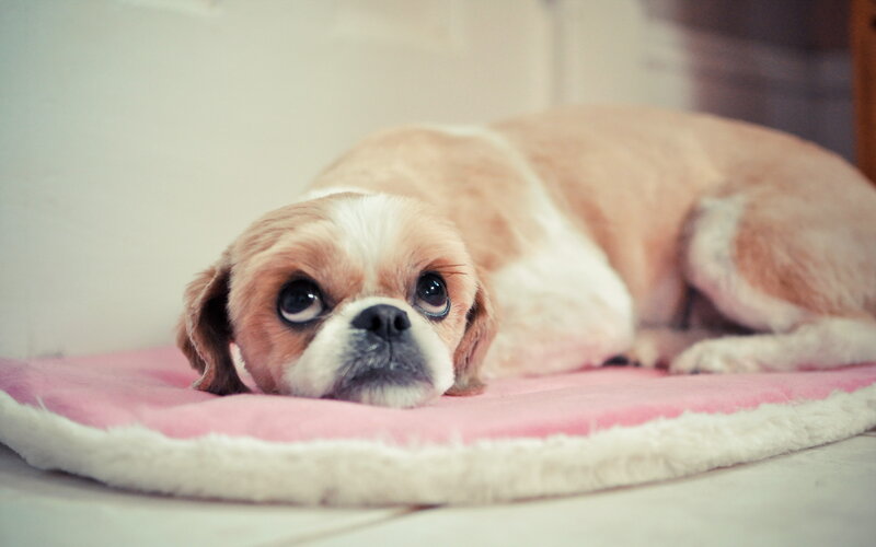 Shih Tzu Dog Resting