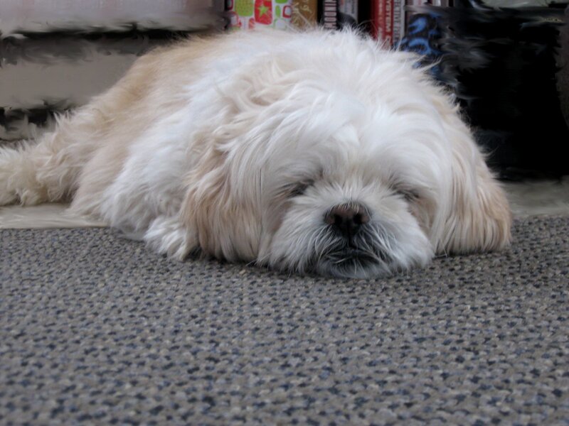 Shih Tzu Dog Sleeping