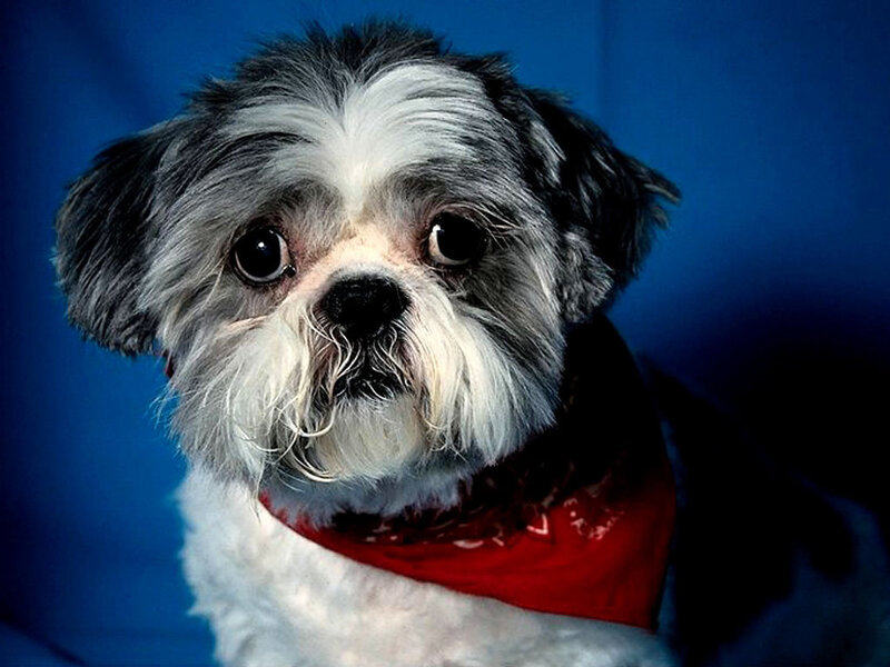 Shih Tzu Dog