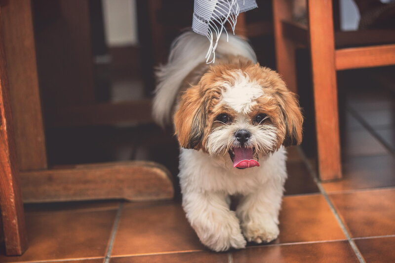 Shih Tzu Dog Walking