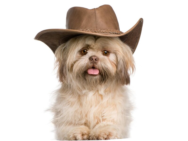 Shih Tzu Dog Wearing Hat