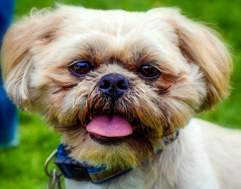 Shih Tzu Dog — White, Calm, Afternoon