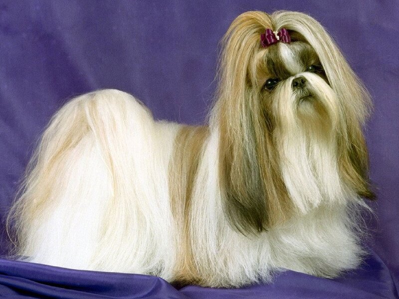 Shih Tzu Dog — White, Calm