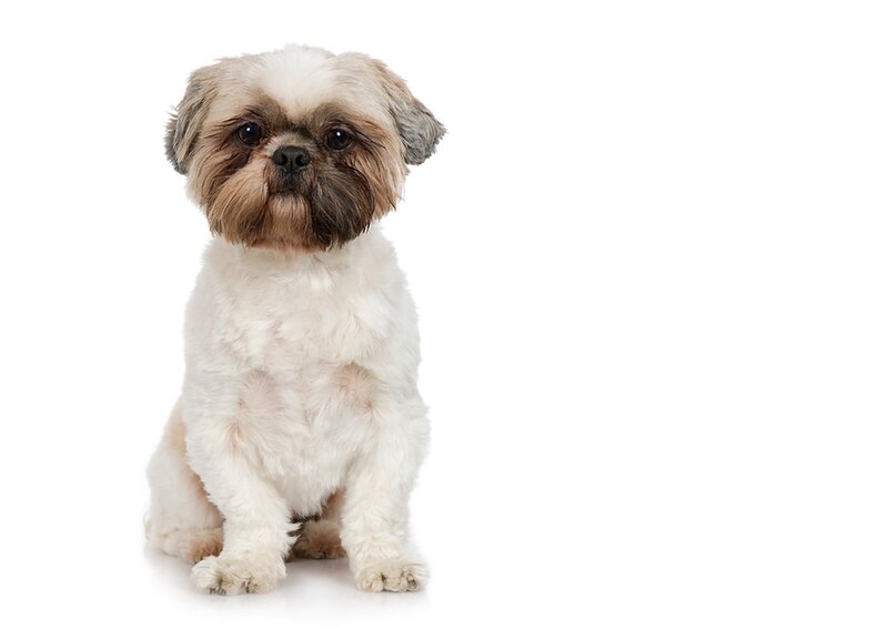 Shih Tzu Dog — White, Neutral, Photograph