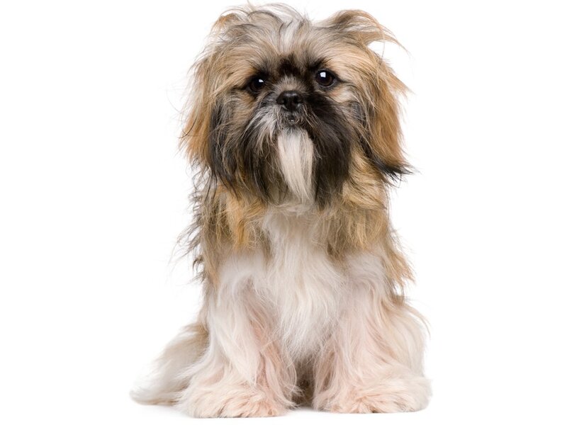 Shih Tzu Dog — White, Neutral