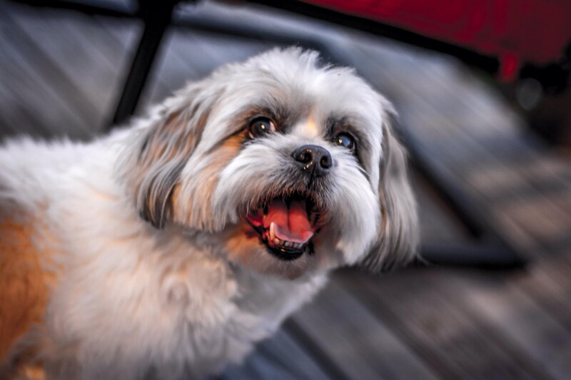 Shih Tzu Dog — White, Playful