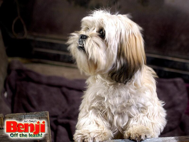 Shih Tzu Dog — White