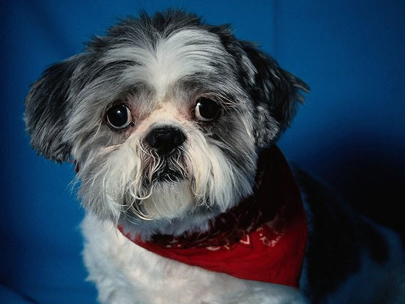 Shih Tzu Dog with Bandana