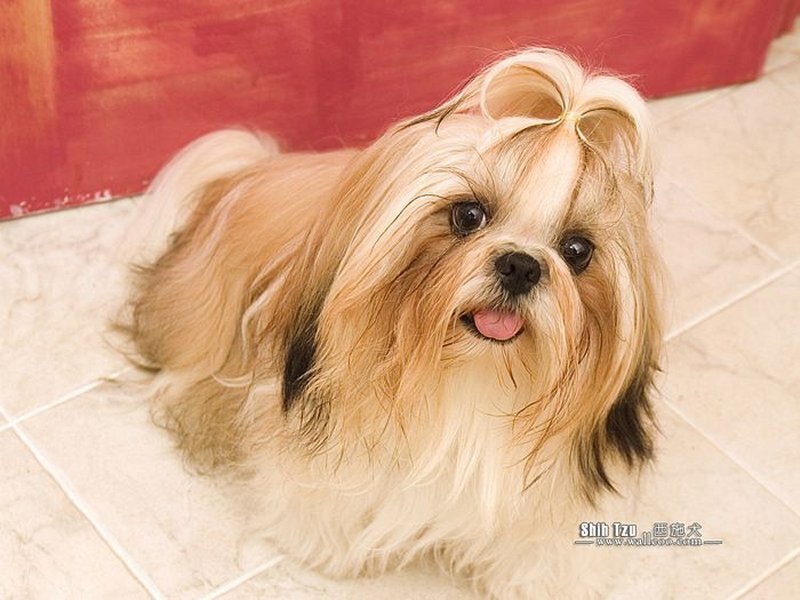 Shih Tzu dog with bow