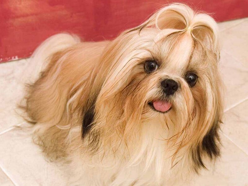 Shih Tzu Dog with Bow — Beige, Playful
