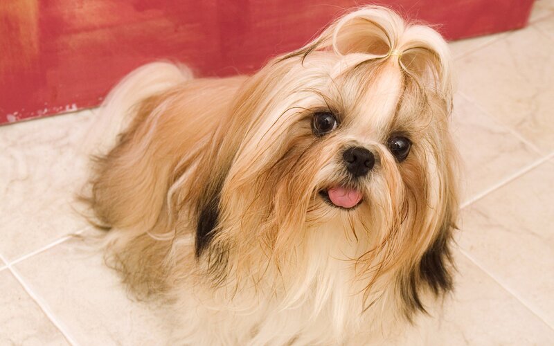 Shih Tzu Dog with Bow — Beige