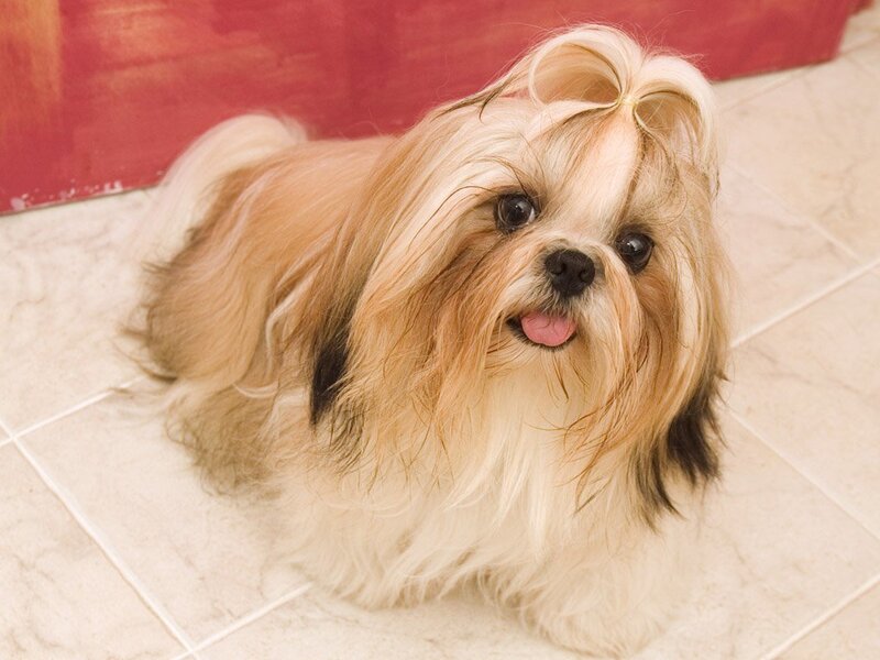 Shih Tzu Dog with Bow — Tan