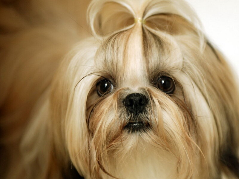 Shih Tzu Dog with Bow — White, Calm