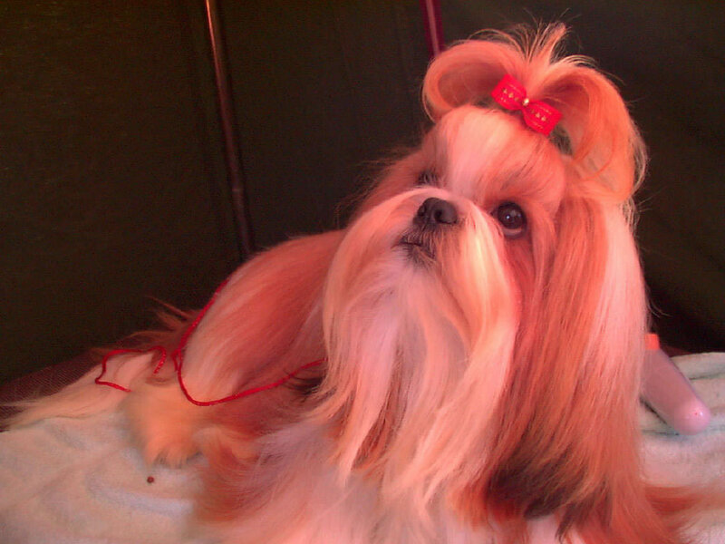 Shih Tzu Dog with Bow — White