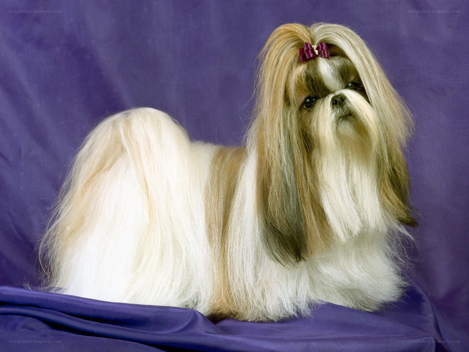 Shih Tzu dog with bow